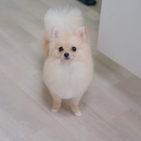 カットされてフワフワになった犬