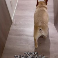 イブちゃんがお風呂へ