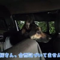 外を見続ける犬