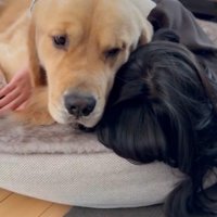 「どうしよう…全然泣き止まない」