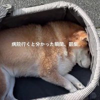 カートの中で鬱状態に！！