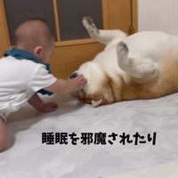 赤ちゃんと柴雄くんと茶太郎くん