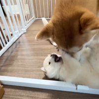 今度ははまなすちゃんへの指導開始