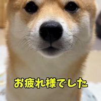 食べ終わったはなちゃん