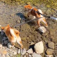 子犬たちはスクスク成長中♪