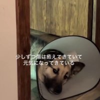 少しずつ元気になってきた