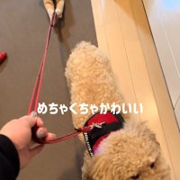 犬のリード紐にじゃれつく猫