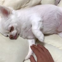 まさかの寝たフリ！