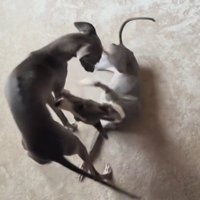 寝転がっている細長い犬に顔を近づける兄犬