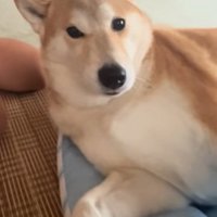 気まずそうなもっぴちゃん