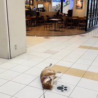 抵抗する茶々麻呂之介くん