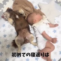 眠るチワワと寝返りしようとする赤ちゃん