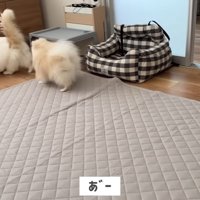 嫌がって距離をとるレモンさん