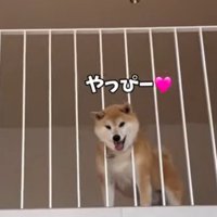 2階から飼い主に笑顔を向ける犬