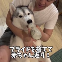 渾身の赤ちゃん返り