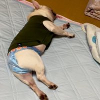 遊び疲れて爆睡中