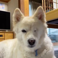 片目のモップさん