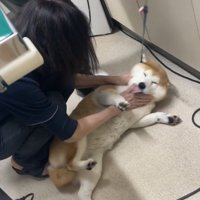 女性の獣医の手を舐める犬