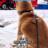 消防署が大好きな柴犬