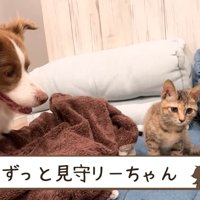 ワンコたちと子猫の再会7
