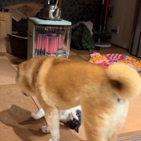 小助くん登場