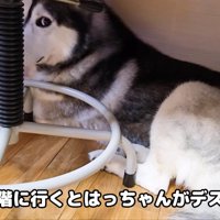 雷に怯えるはっちゃん