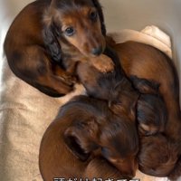 1匹だけ起きた子犬