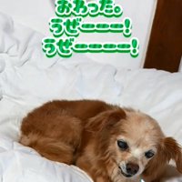 体が乾いたぽちこちゃん