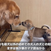 優しく挨拶するヒナタちゃん