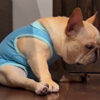 頭を下げて耐える犬