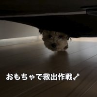 ソファの下からじっと見つめる犬
