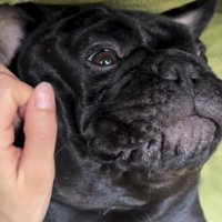 フレンチブルドッグ