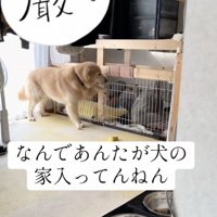 扉をチョンチョン