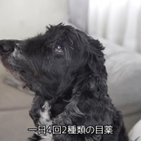 目に異変があり、治療中のルーク君