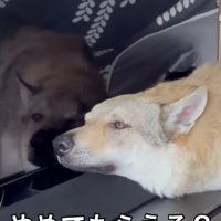 テレビの液晶に頬をくっつけているチェコスロバキアンウルフドッグ