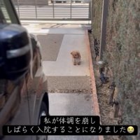 離れた場所から見つめる犬