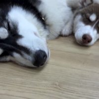 横に並んで眠る2頭の犬