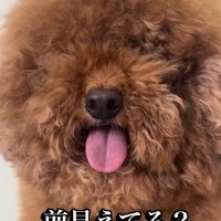 お手入れもひと苦労
