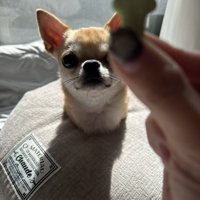 おやつを見つめる小型犬