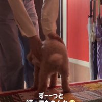 人に駆け寄る犬