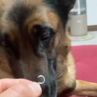 鼻息を鳴らす犬