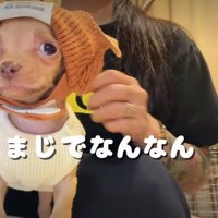 服を着せてもらったドビー