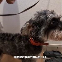 散歩が嫌いなルアナちゃん