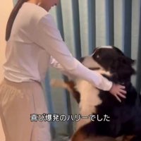 女性に撫でられて喜ぶ犬