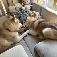 起こして