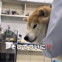 診察室で固まる犬