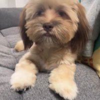 伸びた毛をカットしたい