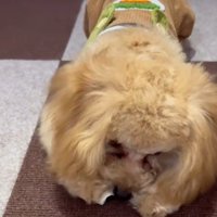 兄犬がおやつを食べてたら…