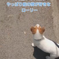 ローリーちゃんのお気に入りは…