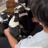 ご家族のもとに4匹が集合